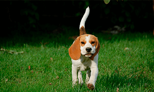 El cuidado de la piel en mascotas